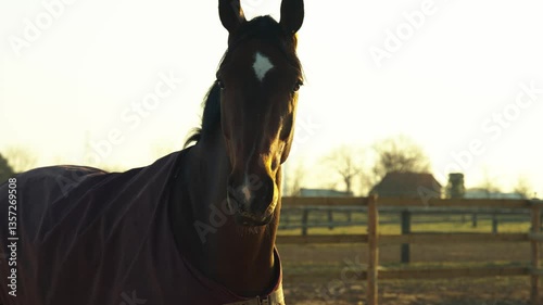Horse Standing in a Frosty Field – Breath Visible