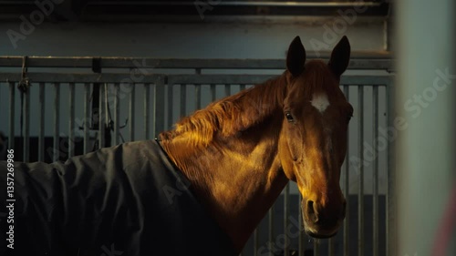 Brown Horse Standing in a Stable Stall with beautiful light