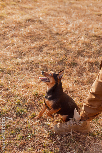 Playful pinscher waiting for a command