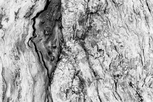 Black and white bark texture wood pattern, old wood, background image