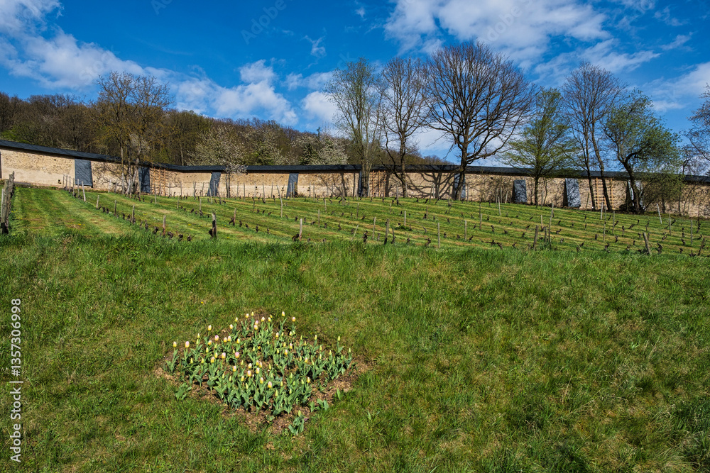 Fototapeta premium A small vineyard in front of a wall in the Rheingau at the beginning of spring