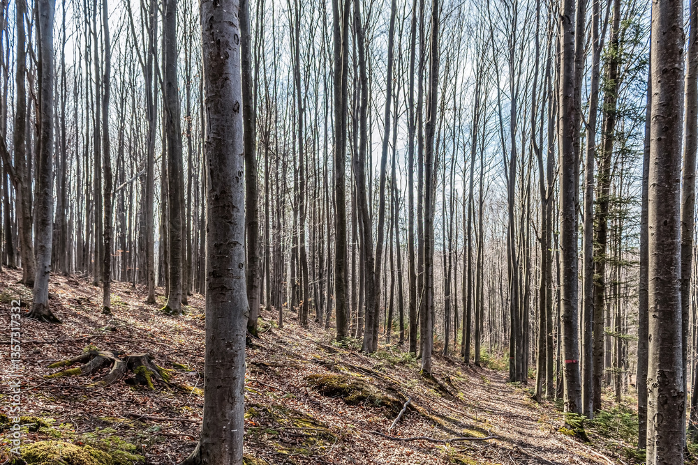 Naklejka premium Forest, Carpathians, Photos of nature - Europe, Eastern Europe, Romania