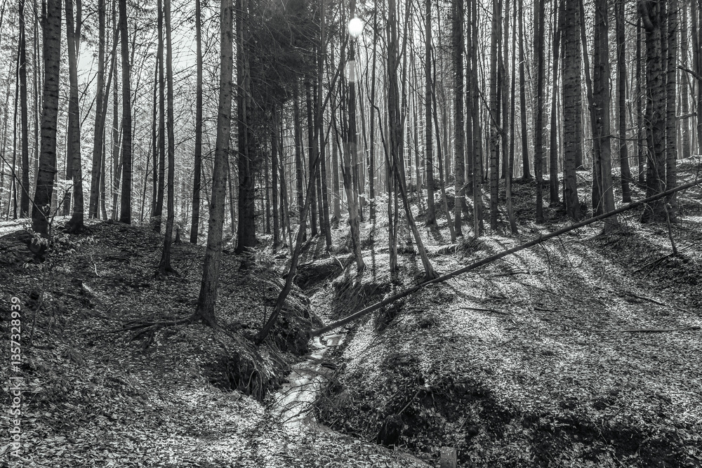 Naklejka premium Forest, Carpathians, Photos of nature - Europe, Eastern Europe, Romania 