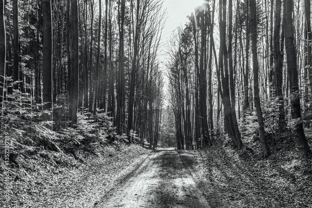 Fototapeta premium Forest, Carpathians, Photos of nature - Europe, Eastern Europe, Romania 