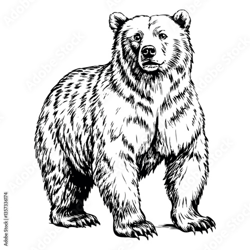 A bear stands in front of a white background