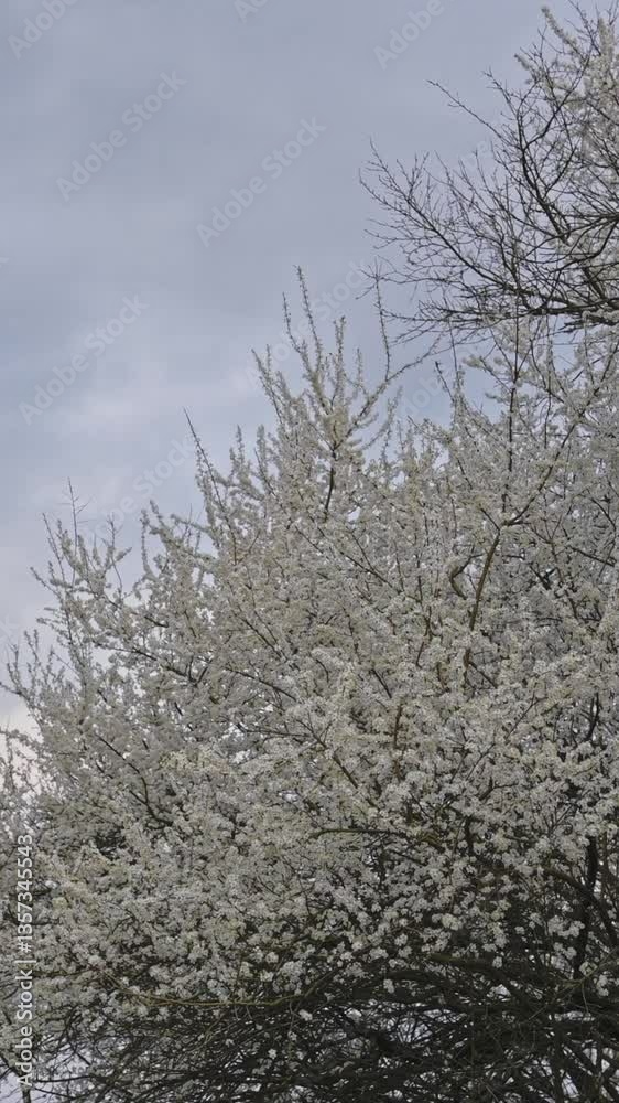 Branches of blossoming white  close up. Spring flowering fruit trees. Dense flowering. Vertical video.
