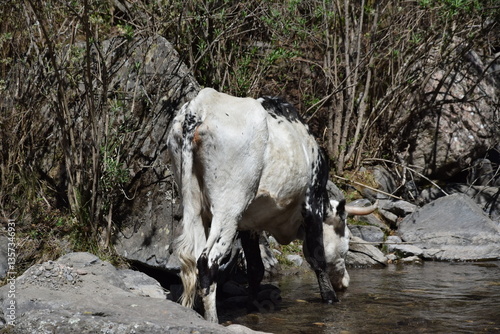 Vaca en una granja