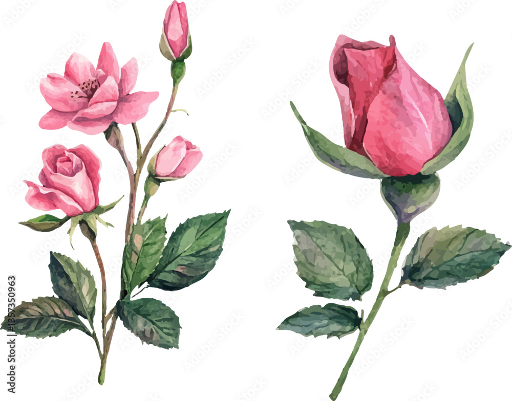 Fototapeta premium pink rose isolated on white
