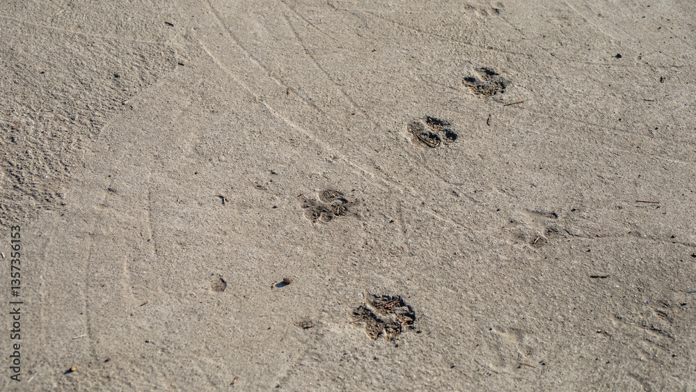 Obraz premium Animal paw prints on sandy beach, nature trail exploration, wildlife tracking, outdoor adventure symbol
