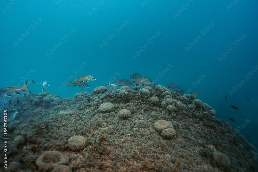 Fototapeta premium Beautiful image of big fish school of Common Two-Banded Seabream, Diplodus vulgaris. Benidorm, Spain