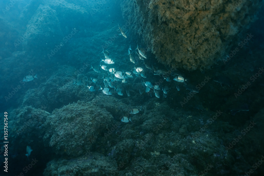 Common Two-Banded Seabream Diplodus vulgaris undersea. Mediterranean sea, Benidorm, Spain
