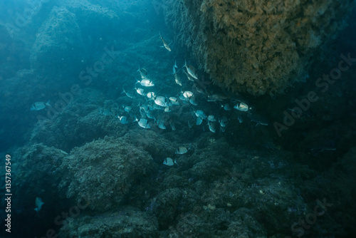 Common Two-Banded Seabream Diplodus vulgaris undersea. Mediterranean sea, Benidorm, Spain