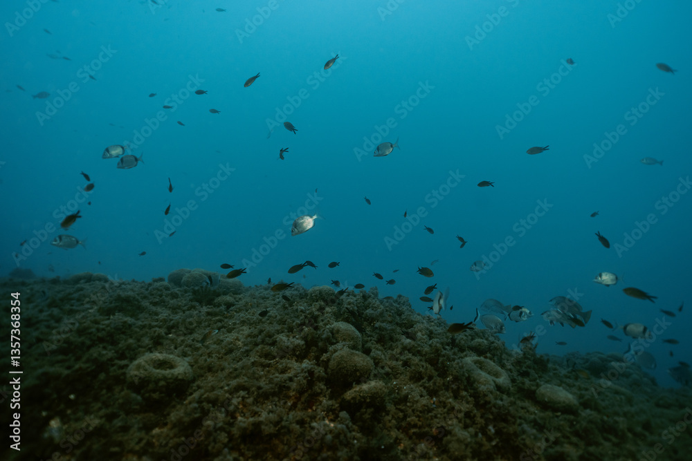 School of Common Two-Banded Seabream Diplodus vulgaris fish underwater near the coastline