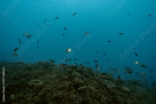 Obraz na płótnie School of Common Two-Banded Seabream Diplodus vulgaris fish underwater near the coastline w salonie