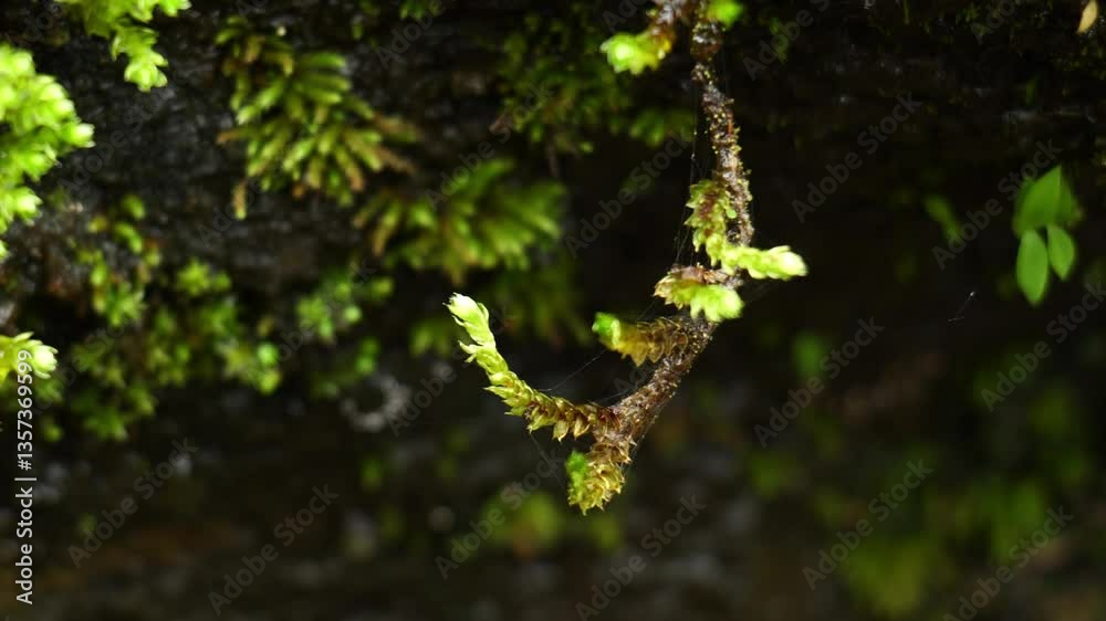 Moss and Ferns in Tropical Forest – Green Ground Cover Close-Up