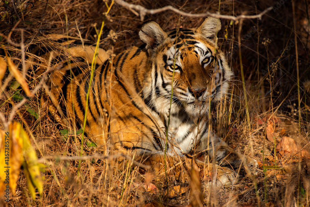 A majestic Royal Bengal Tiger rests in the shade at Sanjay Dhubri Tiger Reserve, Madhya Pradesh, India. Wild tiger in natural habitat, wildlife conservation focus.