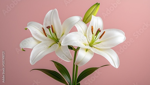 Pink backdrop for two white lilies blooming.