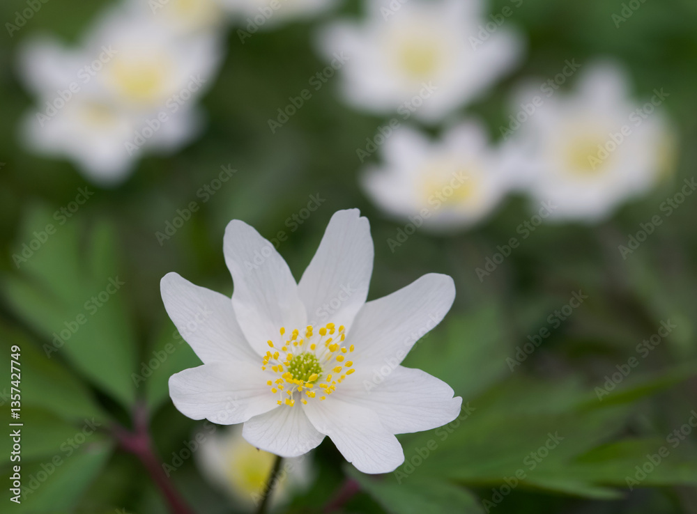 Beautiful close-up of an anemonoides nemorosa flower Beautiful close-up of an anemonoides nemorosa flower