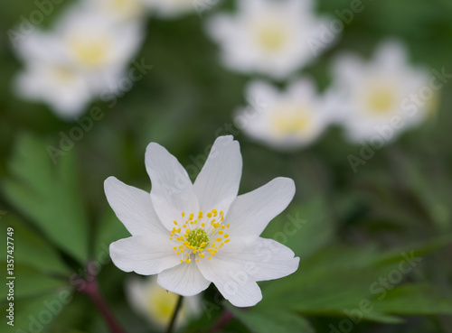 Beautiful close-up of an anemonoides nemorosa flower