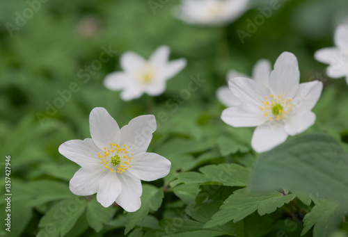 Beautiful close-up of an anemonoides nemorosa flower