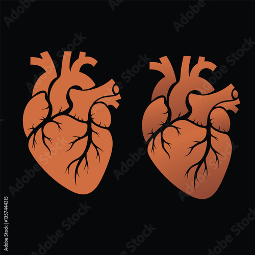 Anatomical Human Heart Vector Illustration - Medical Graphic, Cardiac Anatomy