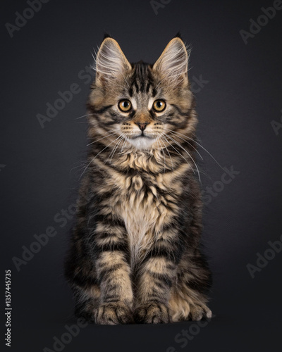 Wallpaper Mural Expressive Maine Coon cat kitten, sitting up facing front. Looking straight to camera. Isolated on a black background. Torontodigital.ca