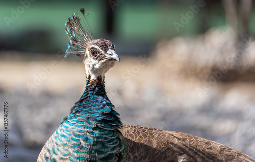 Portrait of a female peacock (Pavo cristatus), which looks to the right, it is illuminated by sunlight. The female peacock has a crown of a bunch of feathers on her head.