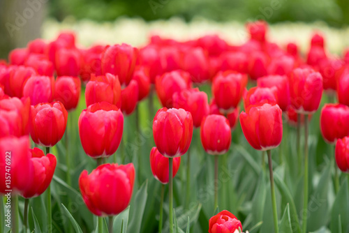 Red tulips background in a park in Holland