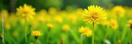 Close-up of vibrant yellow dandelion flowers with delicate petals in a field of green grass,  petals,  summer
