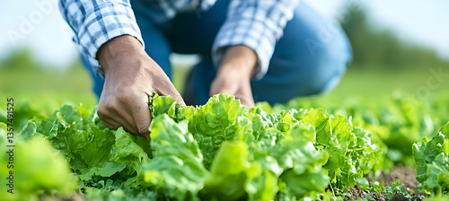 Close Up of Farmer's Hands Tending to Green Lettuce in Field on Sunny Day Farmer Inspecting Lettuce Crop in Sunlight Wearing Blue Gingham Shirt in Green Field Agriculture