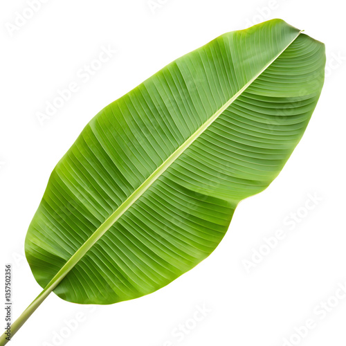 Banana leaf isolated on white background png
