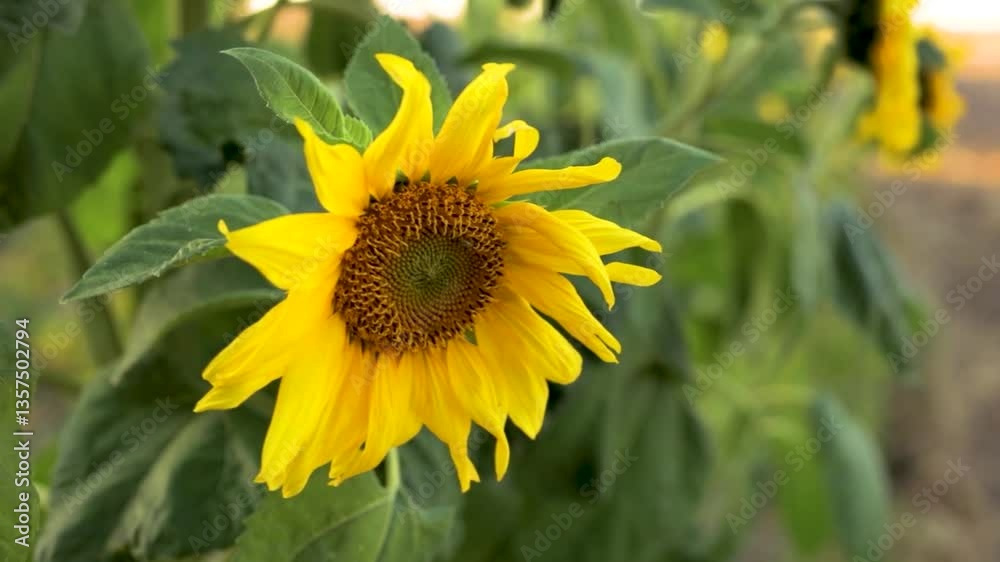 Sunflower in full bloom shining under bright sunlight Sunflower in full bloom shining under bright sunlight