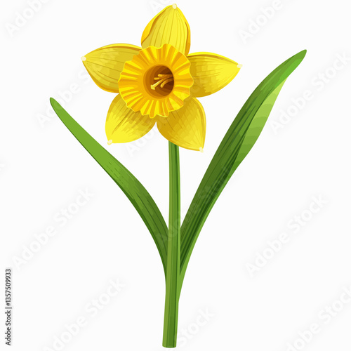 yellow daffodils isolated on white
