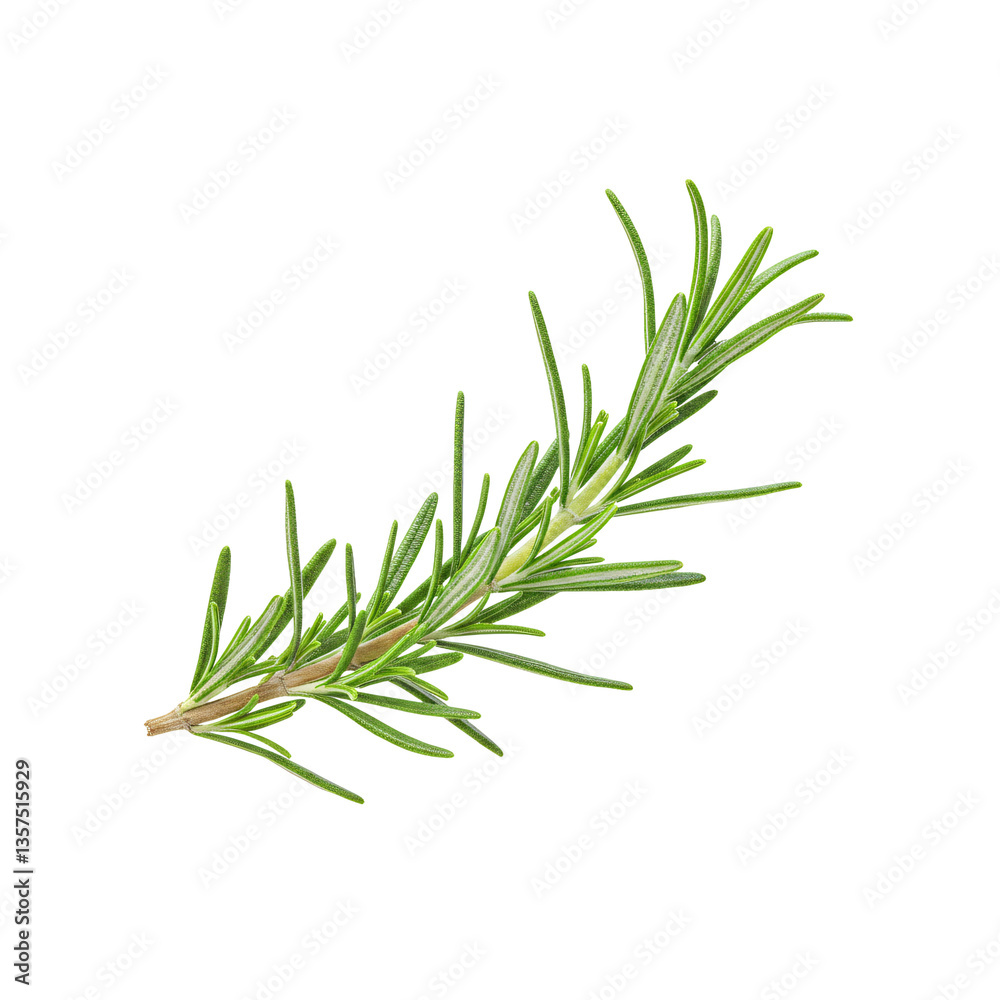 Fototapeta premium Rosemary sprig isolated on transparent background