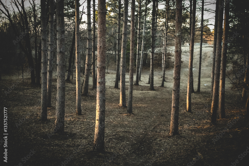 Fototapeta premium a tranquil forest of tall pine trees near dusk nature landscape background. beauty in nature. balanced spacing of trees pattern sustainable forestry design element.