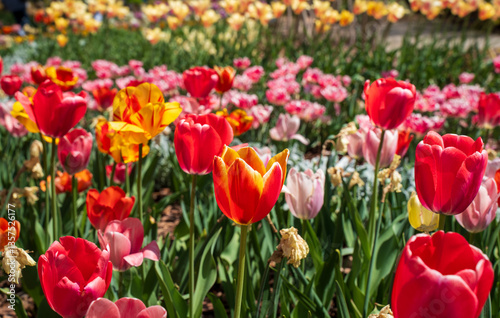 Beautiful tulips are blooming as Spring arrives. Amsterdam, the famous city of Netherlands is welcoming tourists with beautiful landscape of tulip gardens. They are perennials, depend on climate, sun