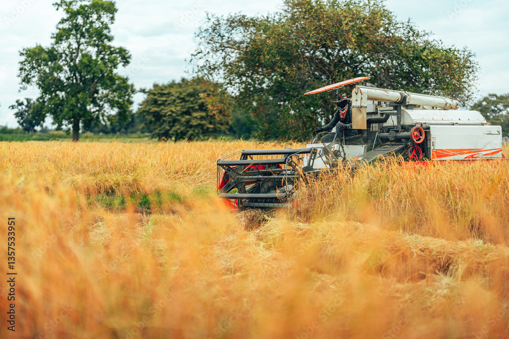 Fototapeta premium Combine harvesting rice with cutting it in a golden field during early morning light in rural farmland. Machine working and rice growth.