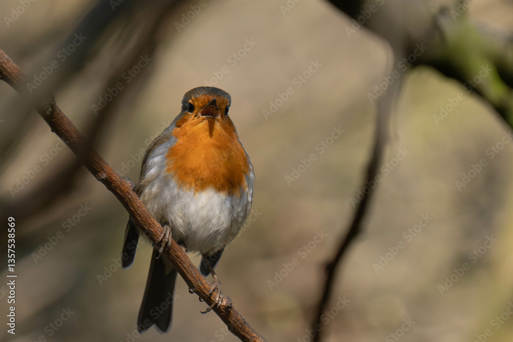 Fototapeta premium European robin (Erithacus rubecula) on a tree branch. 