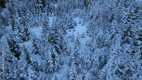 Drone flight above a snowy Scottish forest