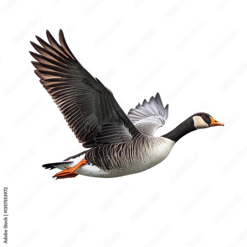 Alert goose gliding over a r isolated on transparent background Alert goose gliding over a r isolated on transparent background