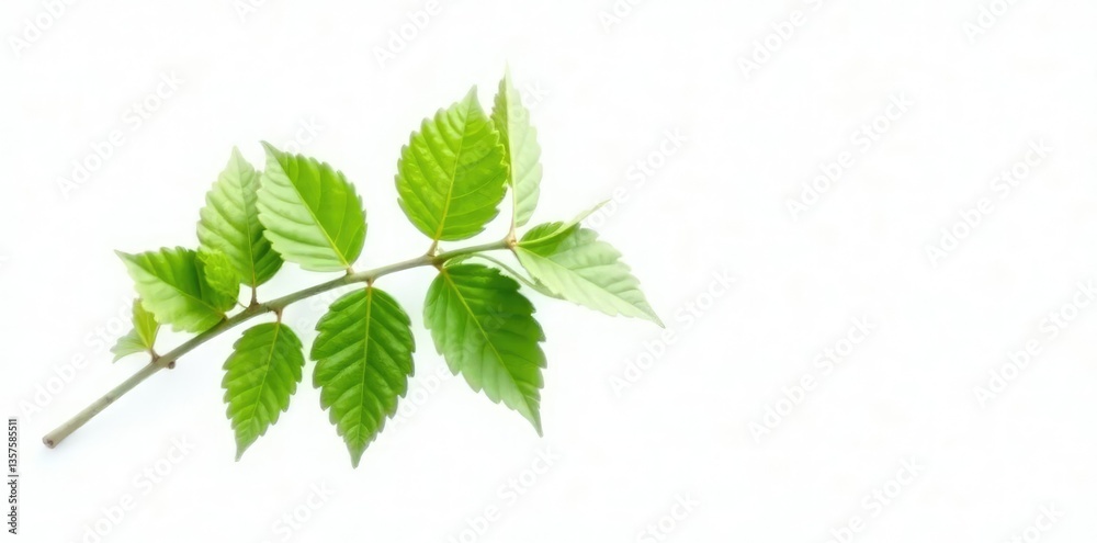 Single isolated branch with leaves against plain white background, green, closeup, plant Single isolated branch with leaves against plain white background, green, closeup, plant