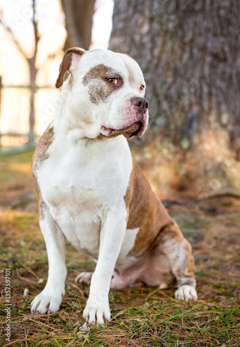 An American Bulldog mixed beed dog looking sideways