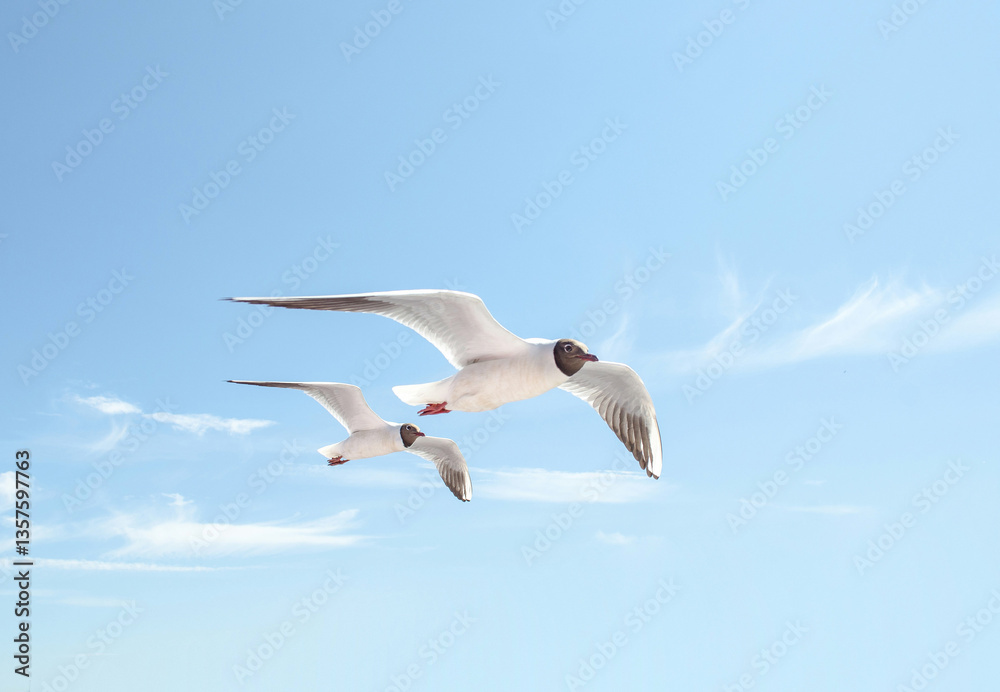 Obraz premium Two gulls glide effortlessly against bright blue sky. Sunlight highlights their white feathers as they fly in harmony. Soft clouds add serenity to scene