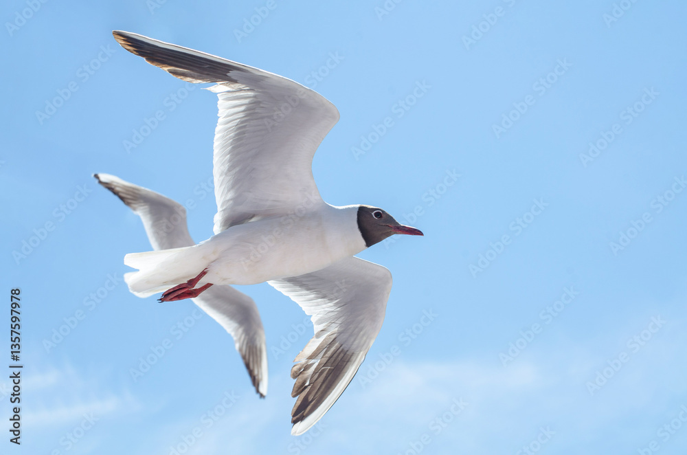 Majestic seagull in flight captured against brilliant blue sky. Sunlight highlights white feathers and contrast of gray head and red beak. Clear day enhances serene atmosphere Majestic seagull in flight captured against brilliant blue sky. Sunlight highlights white feathers and contrast of gray head and red beak. Clear day enhances serene atmosphere