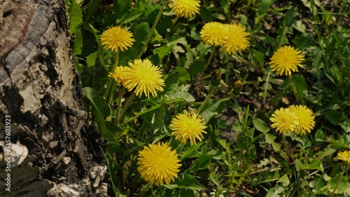 yellow dandelions in the grass
