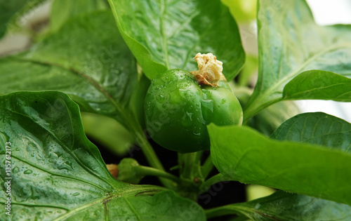 Pepper yellow sweet flowering