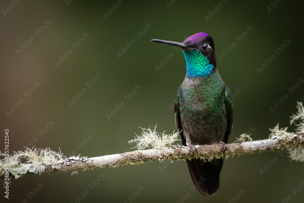 Obraz premium Talamanca Hummingbird in Costa Rica mountains