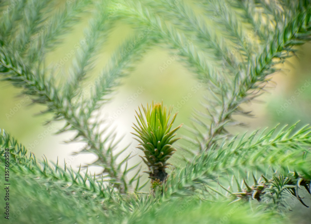 Fototapeta premium Araucaria biramulata branch against a natural green background showcasing botanical elegance.