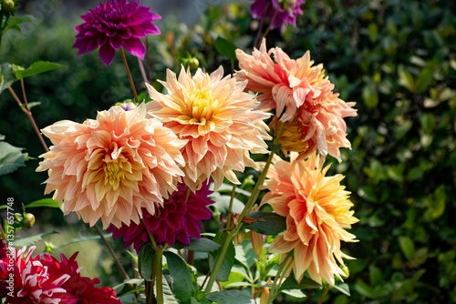 Elegant Dahlia flower of Dahlia cultorum with layered petals in full bloom.