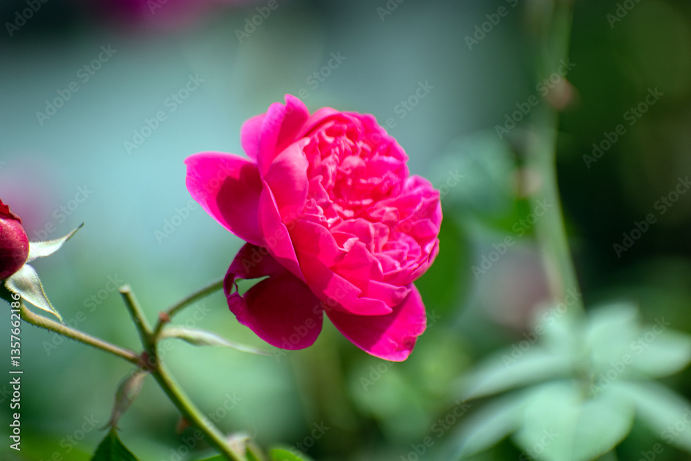 Mountain rose flower Rosa pendulina with delicate pink blooms in wild. Mountain rose flower Rosa pendulina with delicate pink blooms in wild.